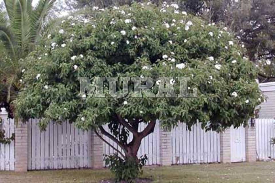 Planta un árbol nativo