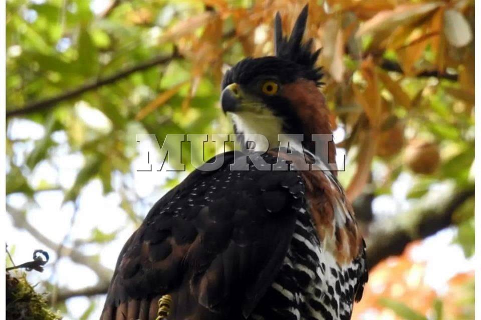 Detectan pareja de águila en extinción en Manantlán